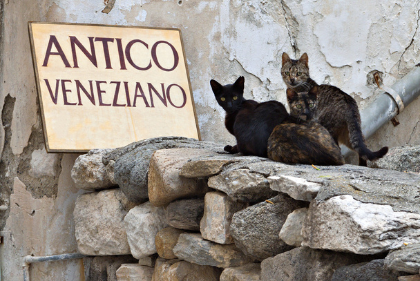 Gatos en la isla de Naxos en Grecia
 - Foto, Imagen