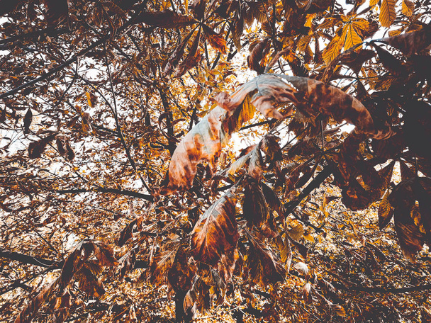 Желтые листья каштана
 - Фото, изображение