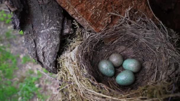 Blackbird's nest with blue eggs on a tree close up - Záběry, video