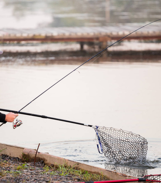 Taimenen kalastus joella
 - Valokuva, kuva