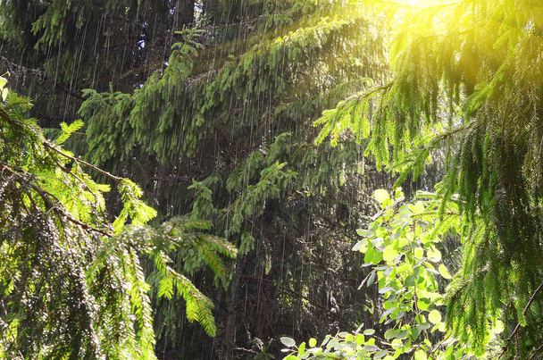 太陽が後ろにある美しい熱帯雨林 - 写真・画像
