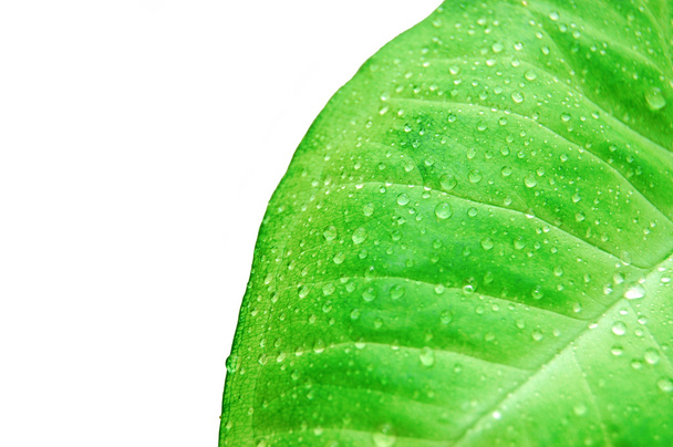 Water drops on fresh green leaves. - Фото, изображение