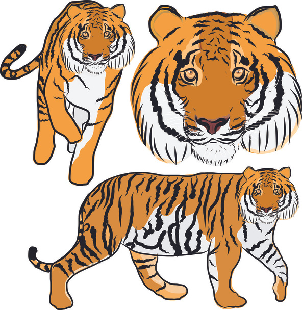 hand getrokken tijger vector - Vector, afbeelding