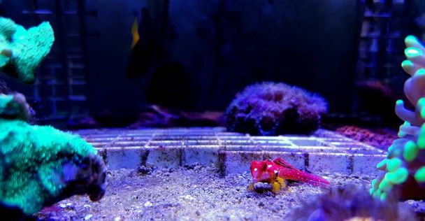 Red Ruby Moyeri Dragonet fish - (Synchiropus sycorax) - Photo, Image