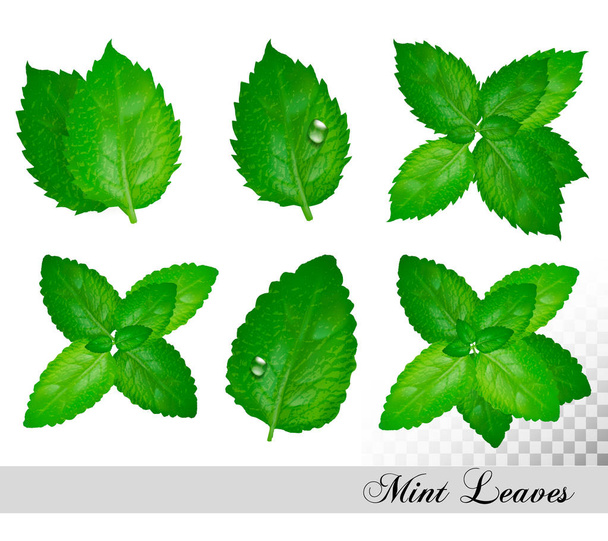 Colección de hojas frescas de menta y melisa. Conjunto de vectores
 - Vector, imagen