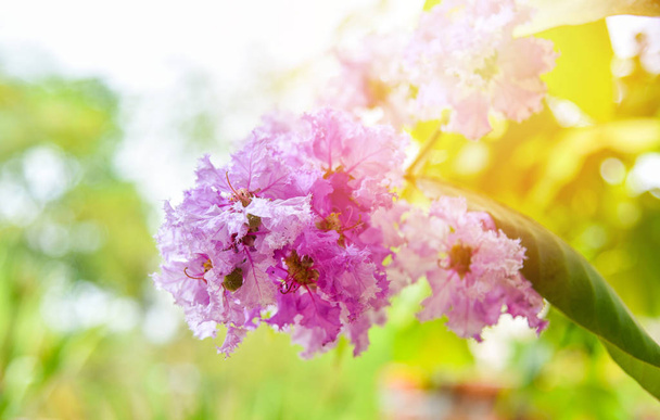 Queen's Flower purple tree or Lagerstroemia loudonii flowers blo - Photo, Image