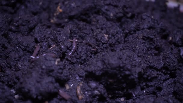 σκουλήκια βαριούνται στο έδαφος - Πλάνα, βίντεο