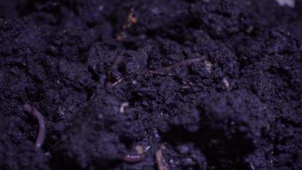Würmer mähen in dunkler Erde herum - Filmmaterial, Video