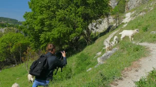 Tourist készítése kép a vadon élő kecskék - Felvétel, videó