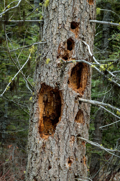 Close up of a tree that has been attacked by woodpeckers in natu - Photo, Image