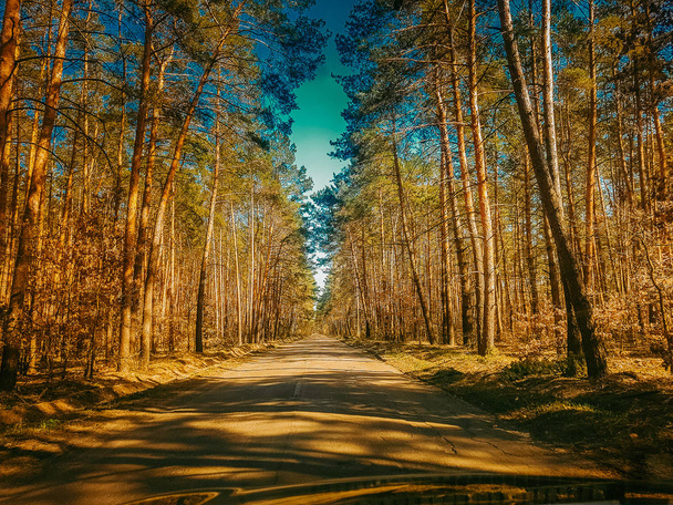 Beautiful forest road in sunny day - Fotoğraf, Görsel