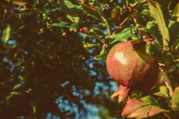 zielony owoc granatu na drzewie - Zdjęcie, obraz
