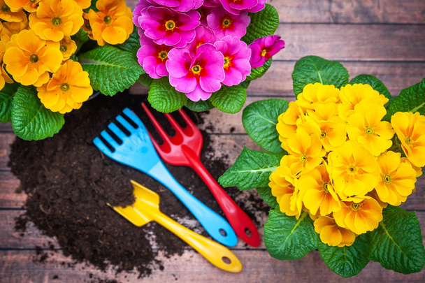 Koncepció Tavaszi ültetés, a harmónia és a szépség. Virágok Primula PI - Fotó, kép