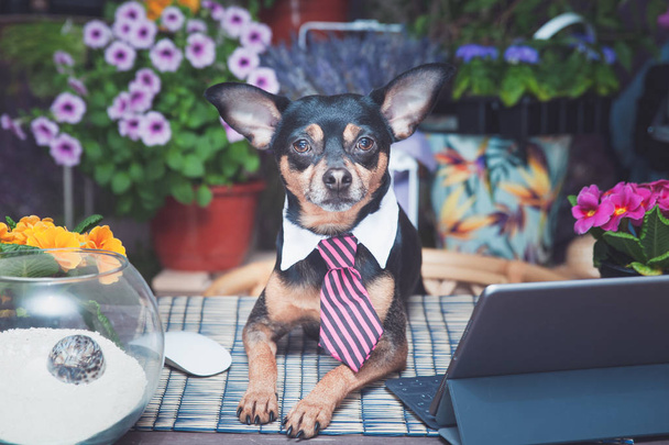 Dog in a tie  freelancer working at a desk - Photo, Image