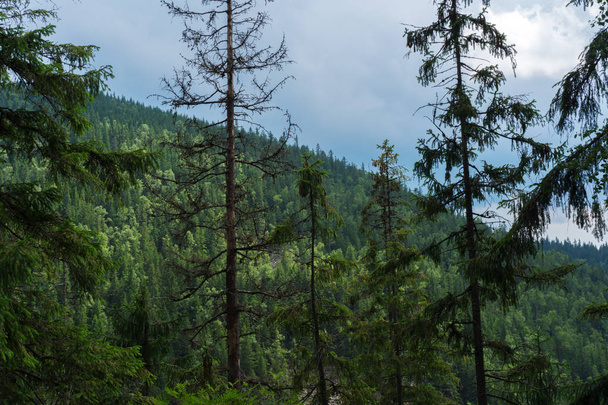 Evergreen forests covering the Carpathian mountains - Photo, Image