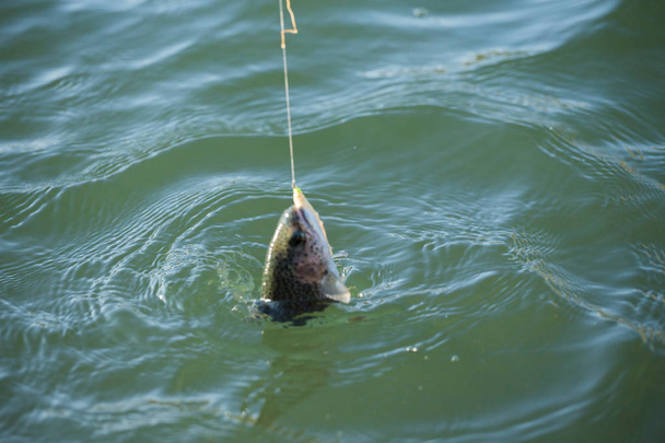 Pesca de truchas en el lago
 - Foto, Imagen