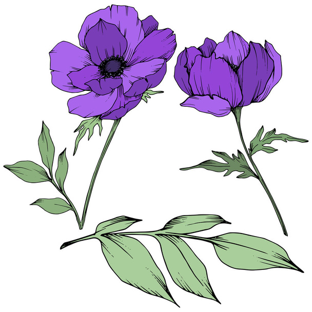 Vector Purple Anemone floral botanical flowers. Black and white engraved ink art. Isolated anemone illustration element. - Vector, Imagen