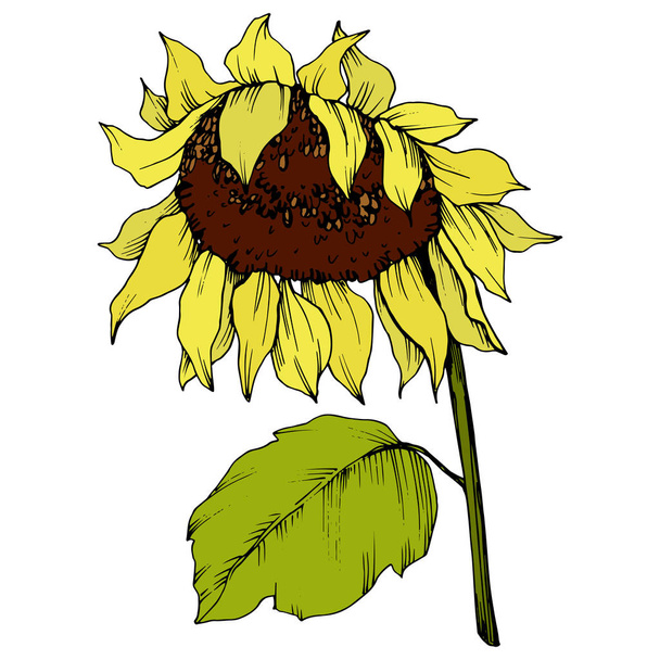 Vektor napraforgó virágos botanikus virág. Sárga és zöld gravírozott tinta művészet. Az elszigetelt napraforgó illusztrációs elem. - Vektor, kép
