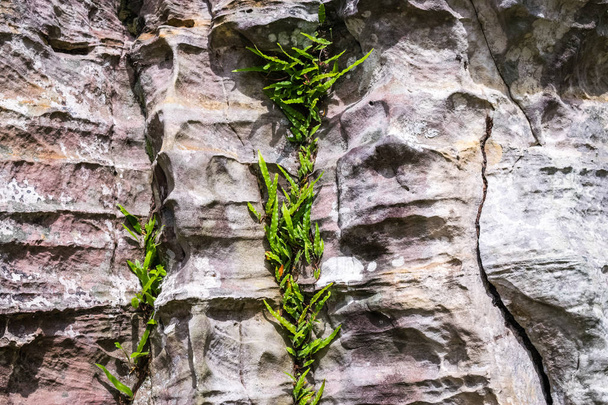 маленькое молодое дерево на большом камне
 - Фото, изображение