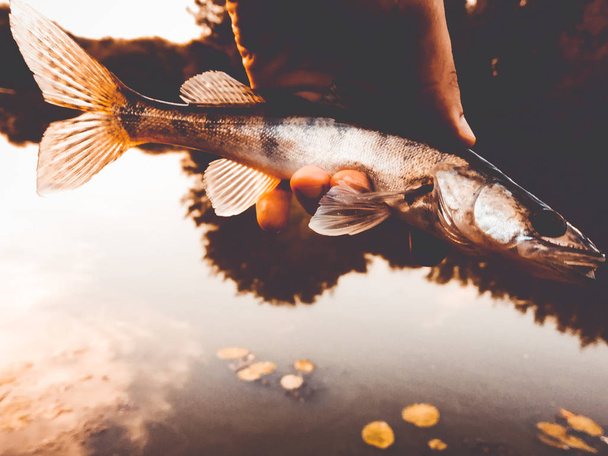 ψάρια pike-πέρκα στα χέρια ενός ψαρά - Φωτογραφία, εικόνα