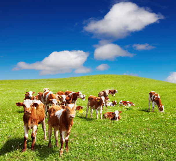Grazing calves - Photo, Image