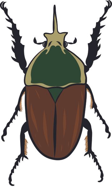 Goliathus regius beetle - Vector, Image