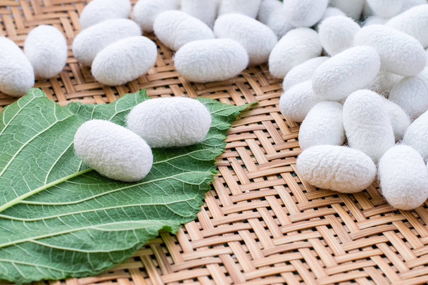 Bílé hedvábí Cocoon - Fotografie, Obrázek