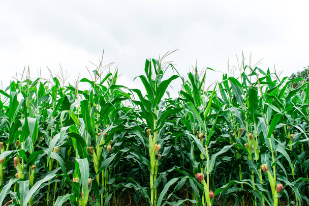 corn field - Photo, Image