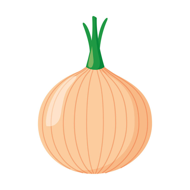 onion vegetable fresh - Vector, Image