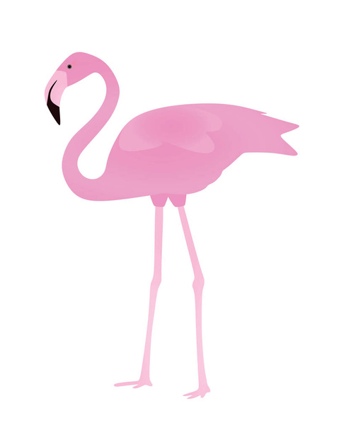 Beyaz arka planda flamingo. vektör illüstrasyon - Vektör, Görsel