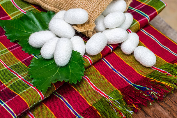 fehér selyem gubó - Fotó, kép