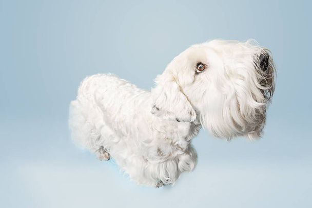 West Highland White Terrier sitting against white background - Foto, immagini