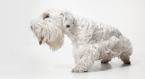 West Highland White Terrier sitting against white background - Foto, immagini