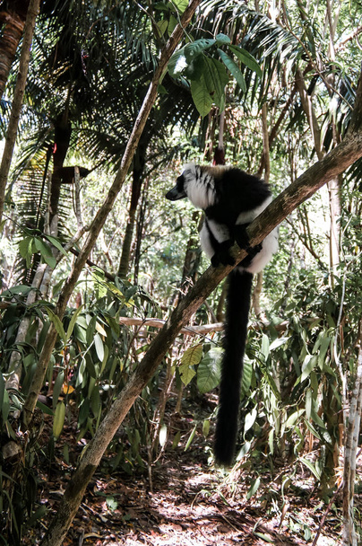 Portret van vari aka Varecia variegata of Vari lemur op de boom, Atsinanana regio, Madagaskar - Foto, afbeelding