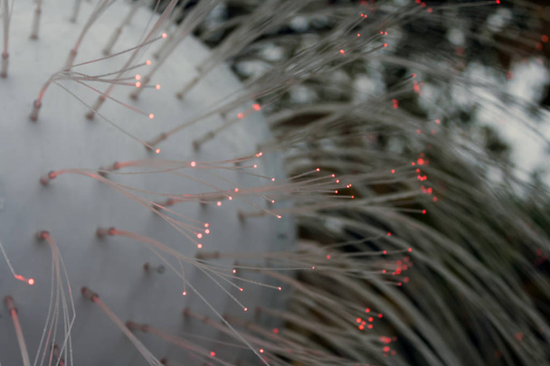 fiber optic with a pink-red glow as decoration and illumination on a festive decoration - Photo, Image