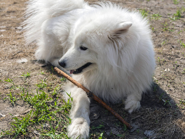 ふわふわの白い犬(ライカ)は地面に棒を持って横たわっていて、すっきり見える - 写真・画像