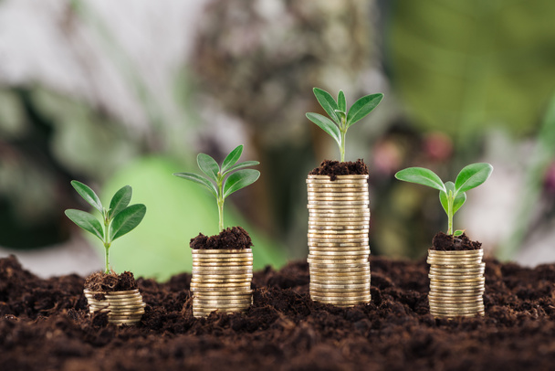 selective focus of arranged golden coins with green leaves and soil, financial growth concept - Photo, Image