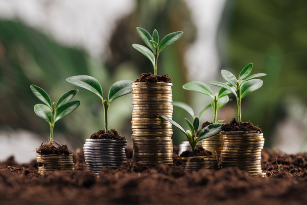 silver and golden coins with soil and green leaves, financial growth concept - Photo, Image