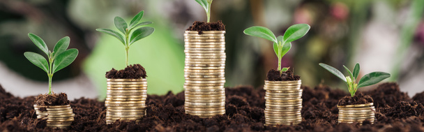 панорамный снимок монет с зелеными листьями и почвой, концепция финансового роста
 - Фото, изображение