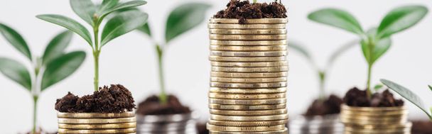 plano panorámico de monedas con hojas verdes y suelo aislado en blanco, concepto de crecimiento financiero
 - Foto, Imagen