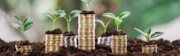 plano panorámico de monedas de oro con hojas verdes y suelo, concepto de crecimiento financiero
 - Foto, Imagen