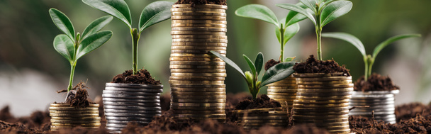 panoramatický záběr stříbrných a zlatých mincí se zelenými listy a půdou, koncept finančního růstu - Fotografie, Obrázek