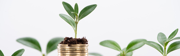 панорамный снимок золотых монет с листьями и почвой, изолированные на белом, концепция финансового роста
 - Фото, изображение