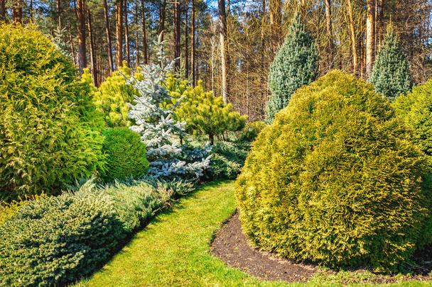 belo jardim paisagístico ornamental com coníferas
 - Foto, Imagem