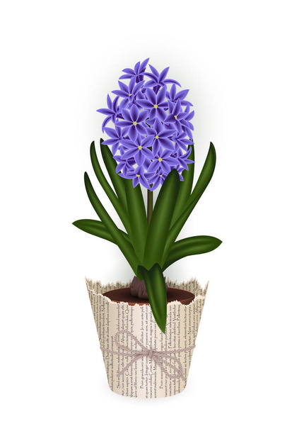 Hyacinth flower in flowerpot  - Vector, Image