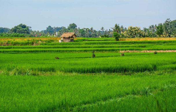Рисові поля в Балі, Індонезія  - Фото, зображення