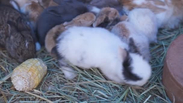 Malý králík ležící na mnoha farmách - Záběry, video