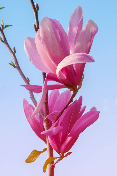 Дерево магнолии в цвету. красивый фиолетовый цветок
. - Фото, изображение