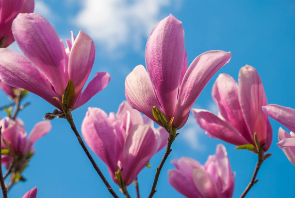 Magnolia boom in bloei. mooie paarse bloem. - Foto, afbeelding