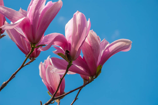 Δέντρο μανόλια σε άνθος. όμορφο μωβ λουλούδι. - Φωτογραφία, εικόνα